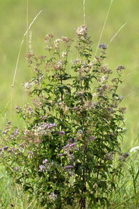 Close-up of plants