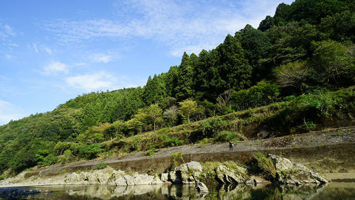 Scenic view of trees and plants against blue sky