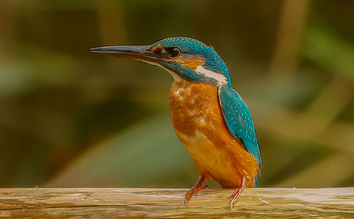 Close-up of bird perching on wood