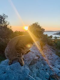 View of cat on rock against sky during sunset