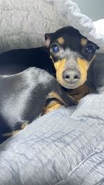 Close-up of dog sleeping on bed