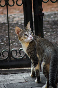 Portrait of cat sitting on railing