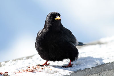 Black bird perching on snow covered beach against sky