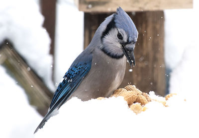 Close-up of bird perching on snow