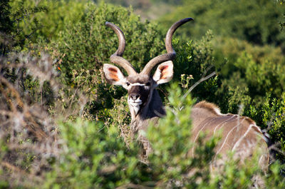 Kudu standing amidst plants