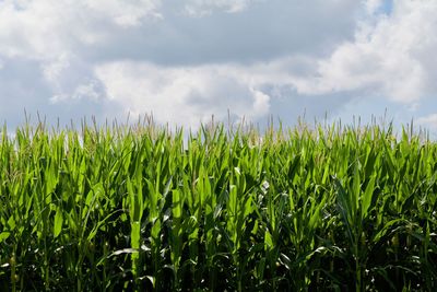 Wheat growing on field against sky