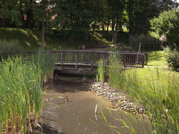Scenic view of river by trees
