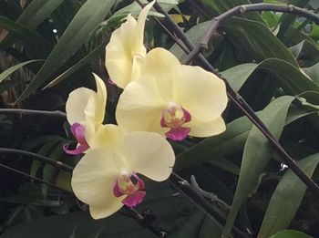 Close-up of fresh yellow flowers blooming outdoors