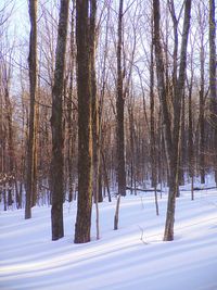 Snow covered trees on snow covered landscape