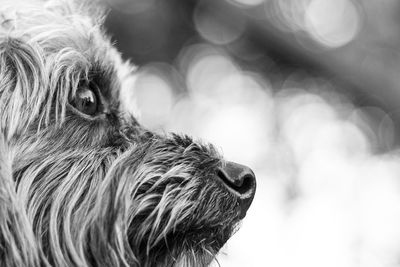 Close-up of a dog looking away