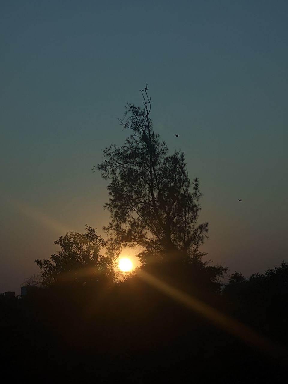 sky, tree, plant, silhouette, beauty in nature, sunset, dawn, nature, tranquility, scenics - nature, astronomical object, tranquil scene, sun, no people, light, evening, sunlight, darkness, horizon, cloud, outdoors, idyllic, landscape, growth, environment, non-urban scene, sunbeam, back lit, land