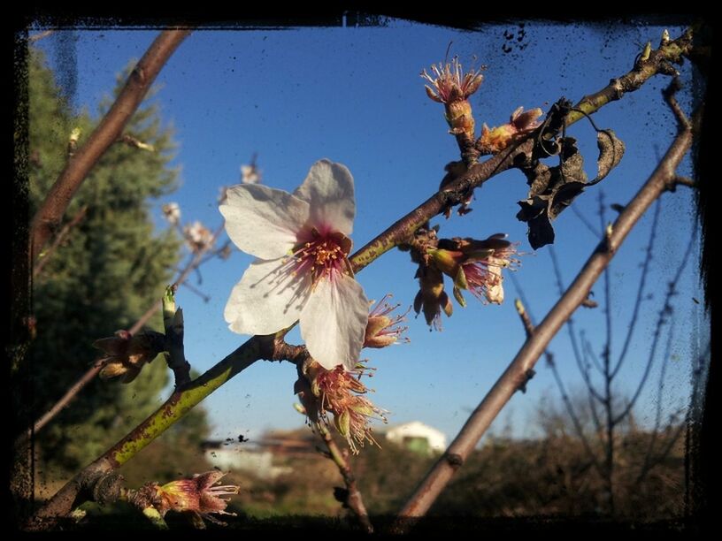 Flor de Almendro #PrimaveraON