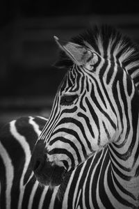 Close-up of zebra