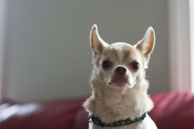 Portrait of dog sitting at home