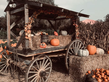 View of pumpkins for sale on field