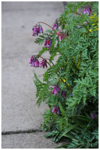 Close-up of purple flowers