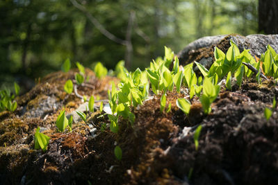 Plant growing in forest