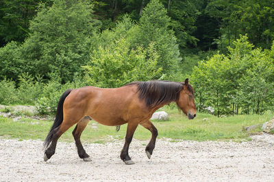 Side view of horse standing on field