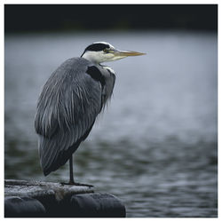 Close-up of heron perching on jetty