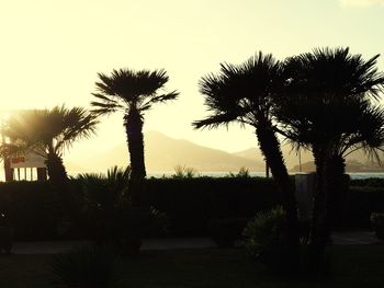 Silhouette trees against clear sky