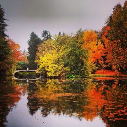 Reflection of trees in water