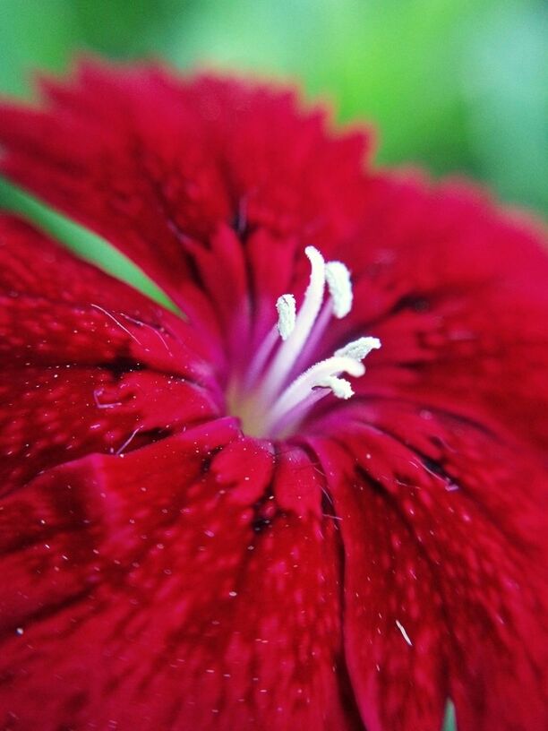 flower, freshness, red, petal, flower head, fragility, single flower, close-up, beauty in nature, growth, drop, stamen, nature, pollen, water, wet, blooming, selective focus, pink color, in bloom