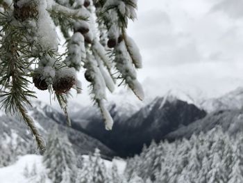 Close-up of snow covered pine tree