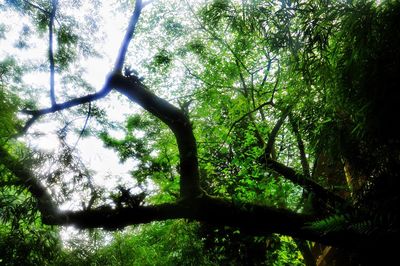 Low angle view of trees in forest