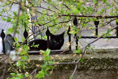 Portrait of a cat