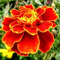 Close-up of red flower