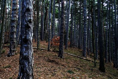 Trees in forest against sky