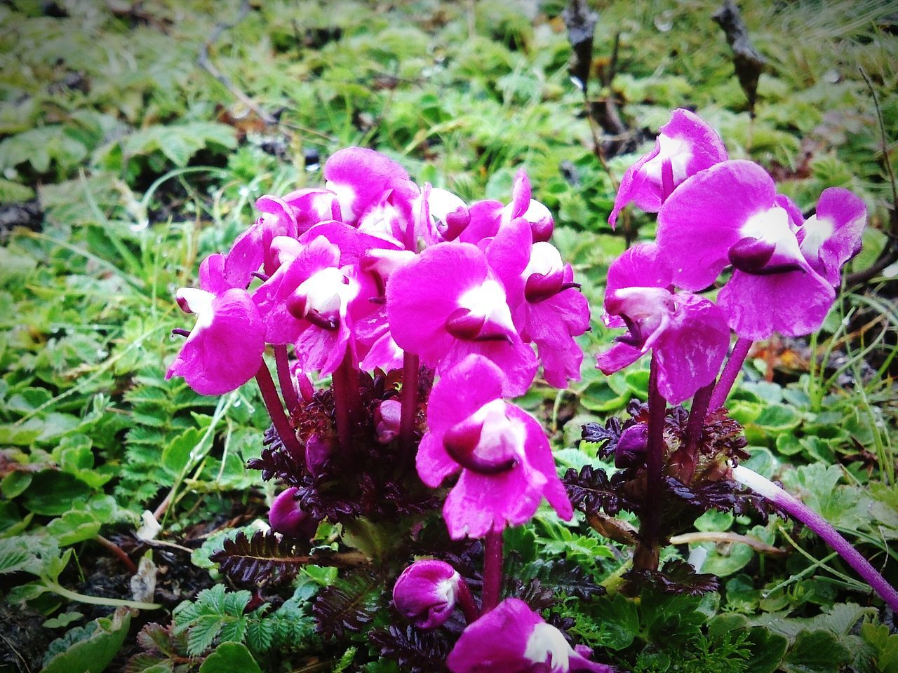 flower, freshness, petal, fragility, purple, growth, flower head, beauty in nature, pink color, plant, blooming, close-up, nature, focus on foreground, high angle view, field, leaf, in bloom, outdoors, day