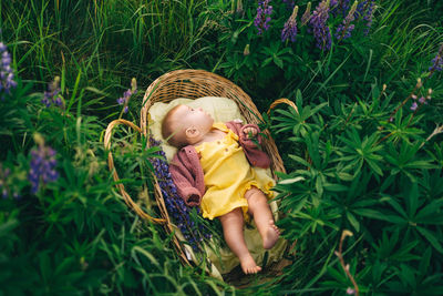 Baby in a wicker basket in a lupine field in nature in the summer in the evening sunset