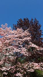 Low angle view of cherry blossoms against blue sky