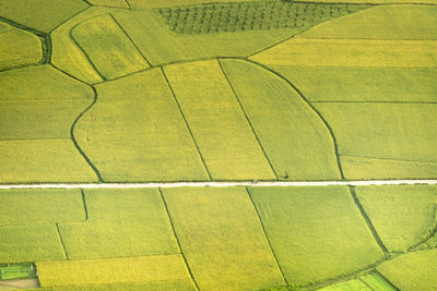 High angle view of yellow leaf on field