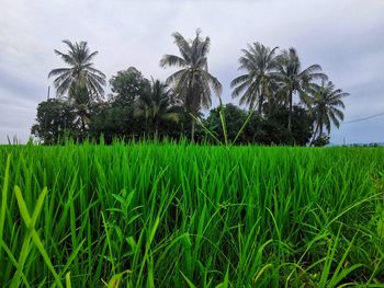 Palm trees growing on field against sky