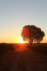 Tree on field against sky during sunset