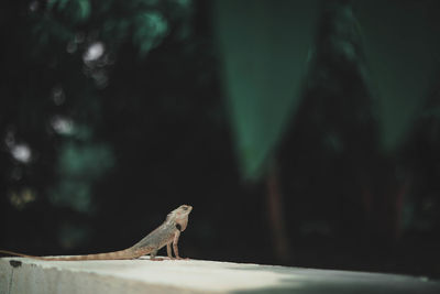 Close-up of bird perching on a tree