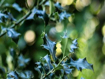 Small holly tree in a pot