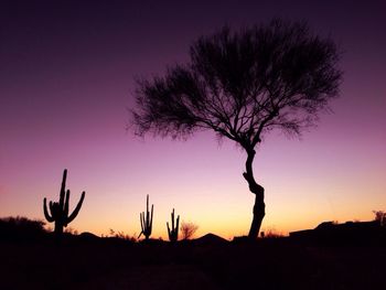 Silhouette trees at sunset