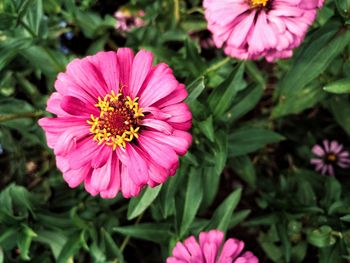 Close-up of pink flower blooming outdoors