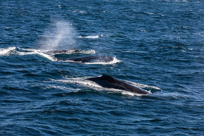 View of whale swimming in sea