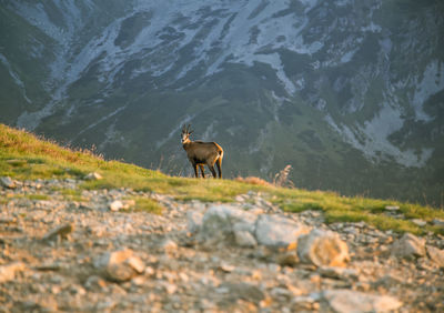 A beautiful, curious wild chamois grazing on the slopes of tatra mountains.