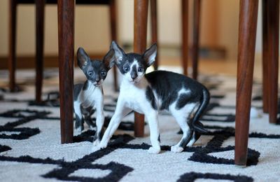 Cornish rex kittens