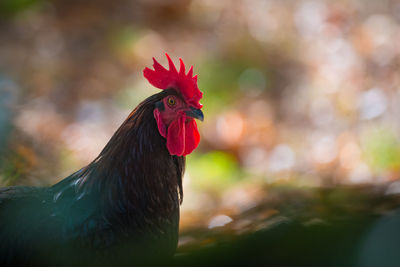Close-up of rooster against blurred background