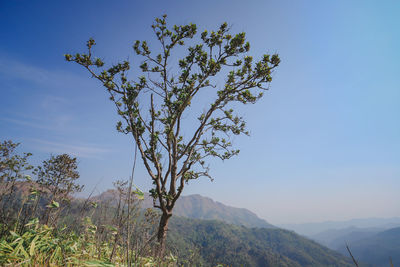 Tree against sky