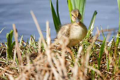 View of a bird on field