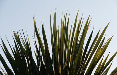 Low angle view of palm tree against sky