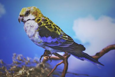 Close-up of bird perching on a branch against sky