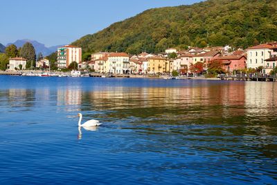 Ducks in lake by buildings against sky